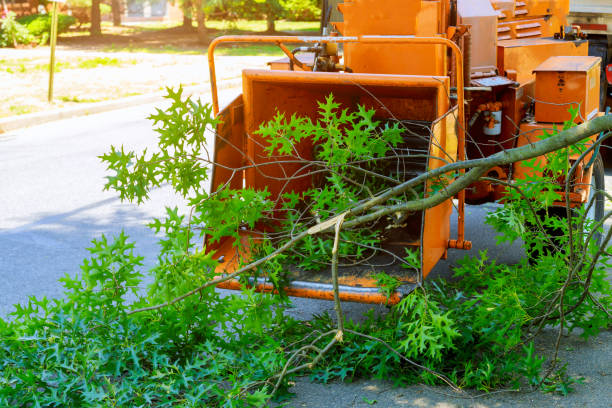 Best Arborist Services Near Me  in Arroyo Seco, NM